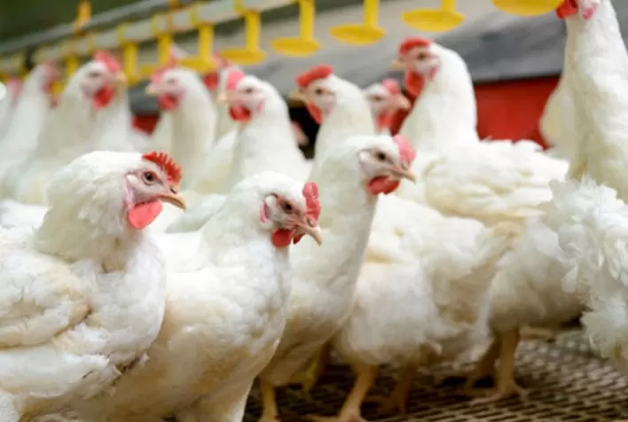Desempenho do frango vivo em novembro e nos 11 primeiros meses de 2021