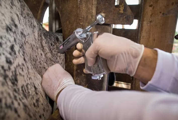 Em Goiás, prazo de vacinação contra febre aftosa e raiva herbívora é prorrogado até 11 de dezembro