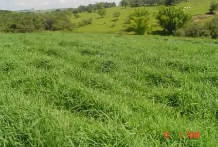 Capim Aruana do IZ se mostra excelente opção de forrageira para sistemas integrados de produção agropecuária
