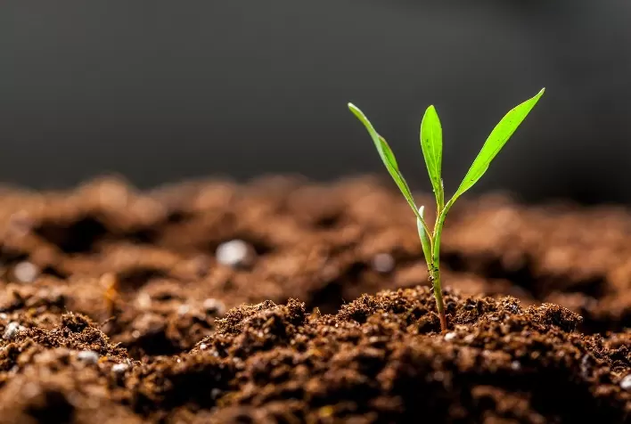 Dia do solo: o protagonismo do agronegócio na garantia do futuro do planeta