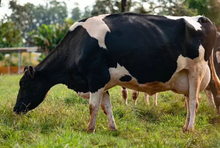 Fornecimento de forragem de qualidade para vacas leiteiras é estratégia lucrativa para a atividade
