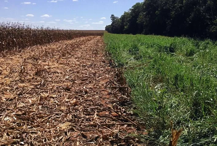 Arrendamento é alternativa eficiente para reforma de pasto