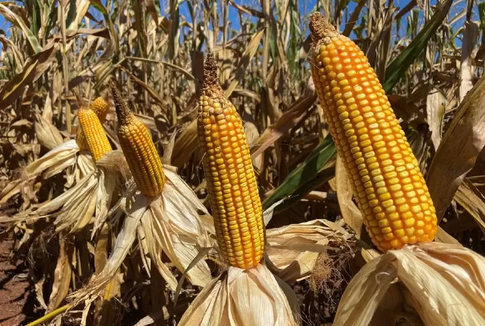 Perdas na produtividade da safra de verão de milho são estimadas em 50% em Panambi (RS)