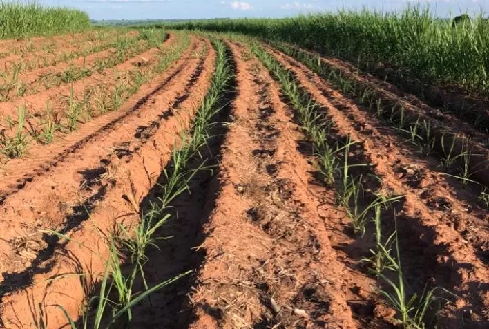 A revolucionária alternativa de substituição de N-mineral na canavicultura