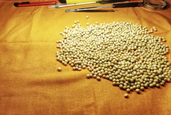 SLC Sementes amplia parcerias, portifólio e biotecnologias para soja