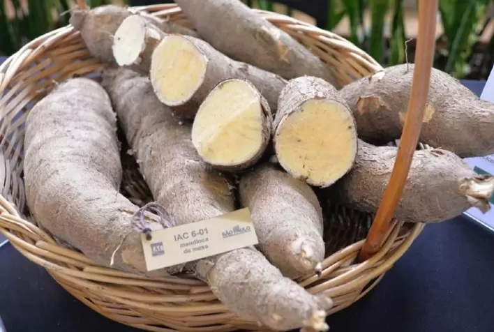 IAC lança seis cultivares de feijão e quatro de mandioca