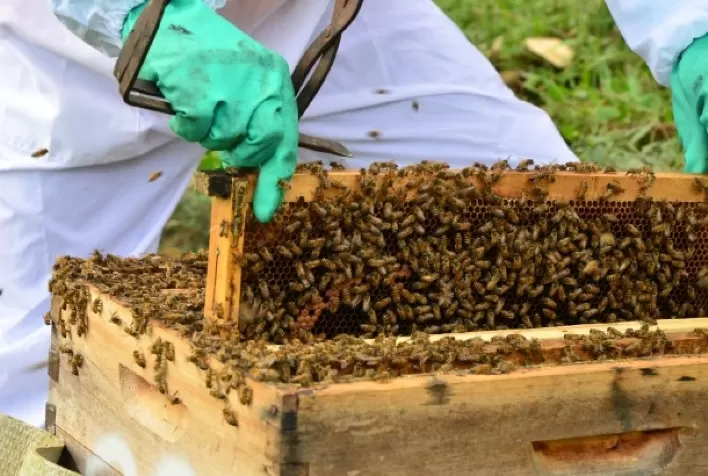 Santa Catarina investe R$ 1 milhão para fortalecer a Apicultura e Meliponicultura