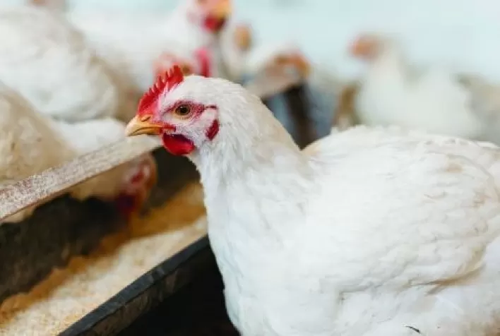 Em São Paulo, frango vivo sofre segunda baixa de preço do mês