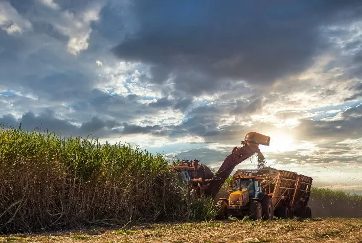 Custo de produção da cana-de-açúcar terá aumento para a safra de 2022