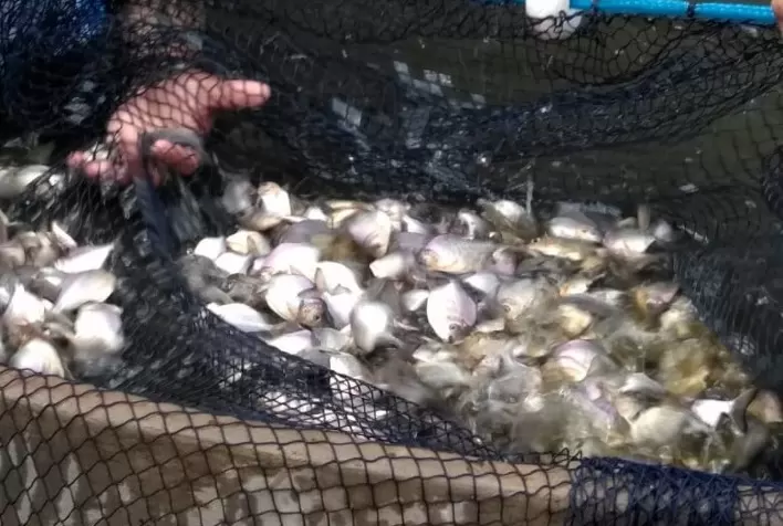 Nível de proteína na dieta afeta crescimento de pacu