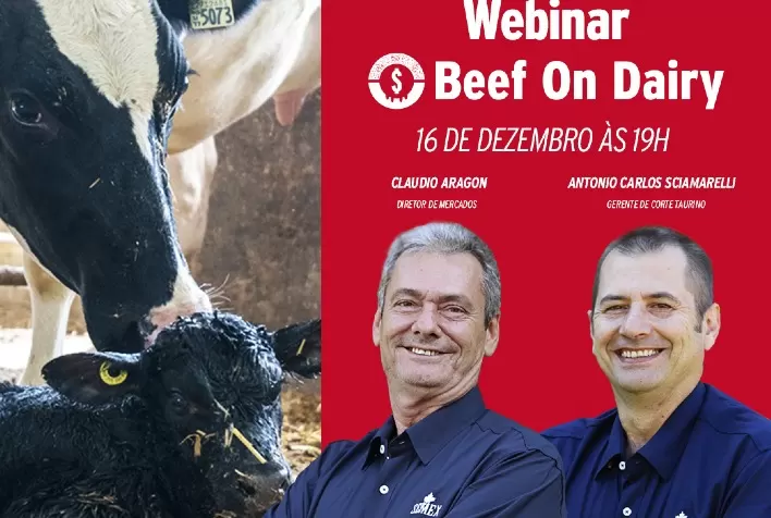 Beef on Dairy: estratégia que gera ganhos em qualidade, eficiência alimentar e lucratividade em rebanhos de leite