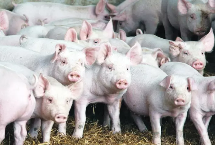 Fomento às cooperativas e recursos do FCO viabilizam novas granjas de leitões em Jaraguari e Terenos (MS)