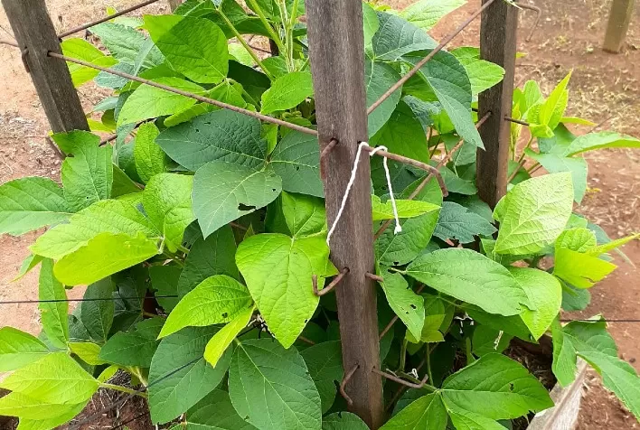 Manejo adequado da arquitetura vegetal impulsiona a produtividade da soja