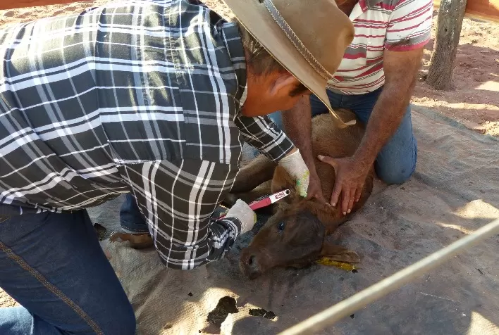 Com manejos voltados para o bem-estar animal, bezerros receberão menos marcas a fogo no futuro