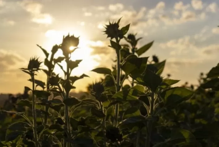 Divisão de Soluções para Agricultura da BASF lançará Programa Global de Agricultura de Baixo Carbono para apoiar agricultores na redução das suas emissões de CO2