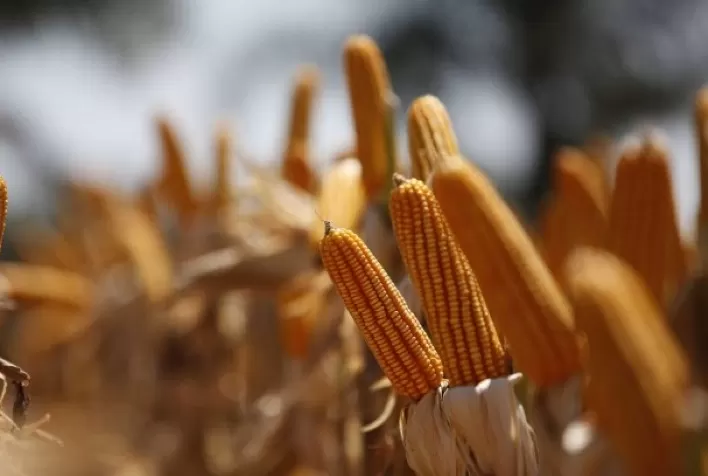 Chinesa pode ser próxima gigante dos transgênicos