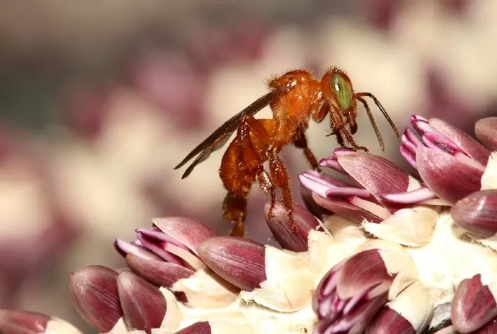 Perda de floresta causa o desaparecimento de abelhas polinizadoras do açaizeiro