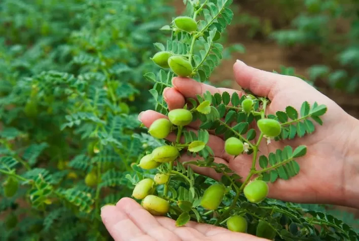 Grão-de-bico é inserido no zoneamento agrícola de risco climático