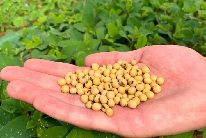 Índices de vigor e germinação das sementes da Boa Safra ultrapassam os 90%