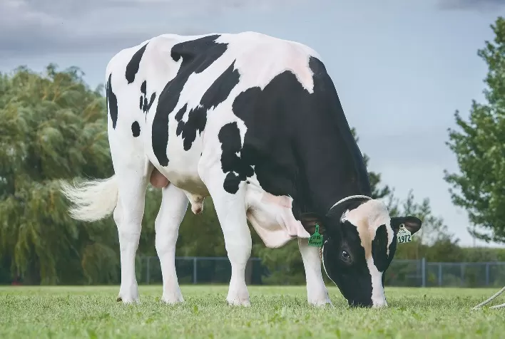 Genética Semex conquista 1º posição no Índice de Desempenho Total (TPI)