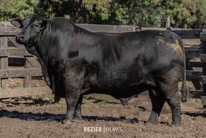 Brangus: touro brasileiro da JMT é escolhido melhor do continente