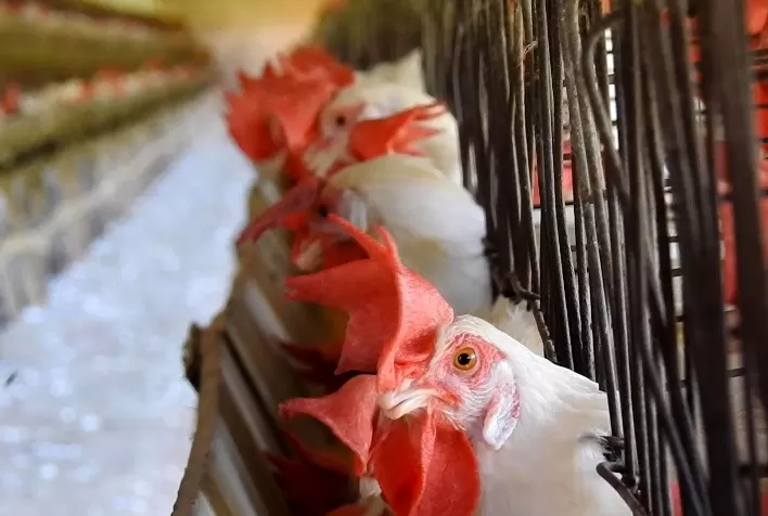 Gigantes da indústria da carne terão compromissos com bem-estar animal avaliados no MICA