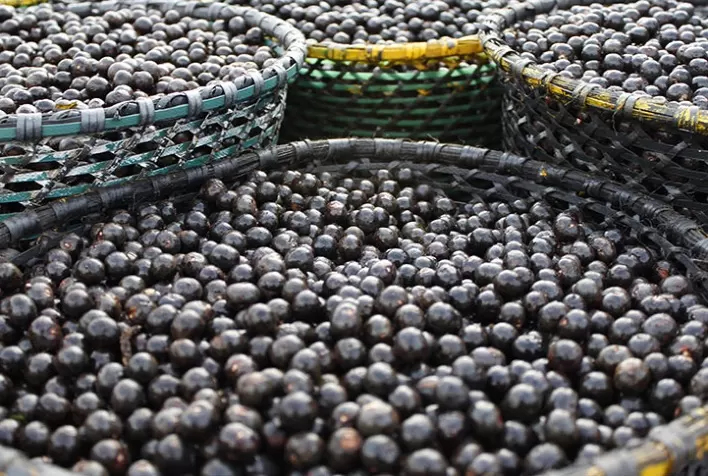 Fundo JBS pela Amazônia apoia operação de fábrica de açaí de produtores cooperados do Amapá
