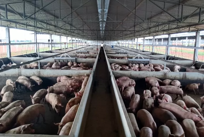 Desempenho do suíno, na granja, na 49ª semana de 2021