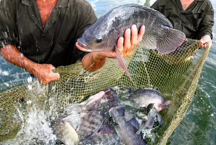 Saiba como antioxidantes podem melhorar imunidade e frescor dos pescados