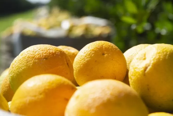 Reestimativa da safra de laranja 2021/22 mantém viés de queda e acumula perda de 30 milhões de caixas em relação à expectativa inicial