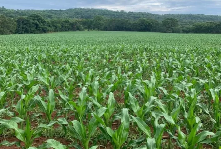 Manejo sustentável é a saída para o produtor rural