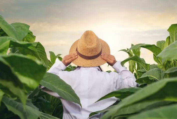 Tabaco: levantamento dos custos de produção é feito por empresas e representantes dos produtores