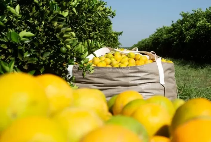 Safra mexicana de laranja tem previsão de alta de 15%