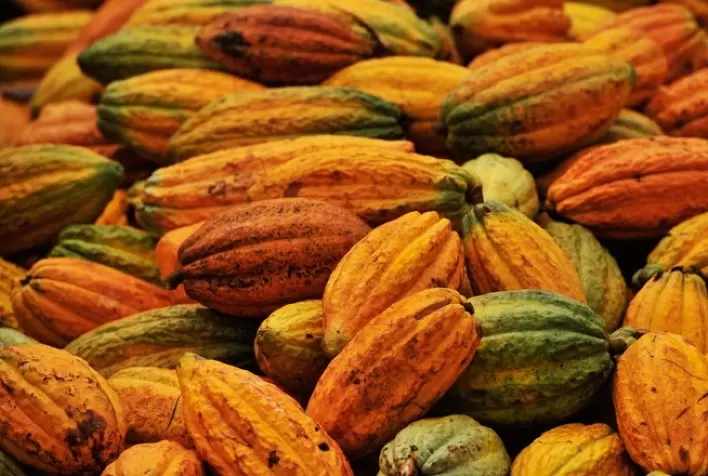 Recebimento de cacau nacional cresce 10,89%, mas ainda fica abaixo da moagem das indústrias