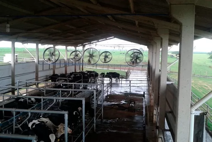 Estresse térmico é o vilão da produtividade leiteira no verão