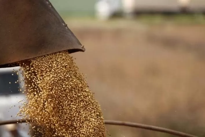 Soja inicia 2ª feira com leves baixas na CBOT em correção técnica; óleo de soja despenca 2%