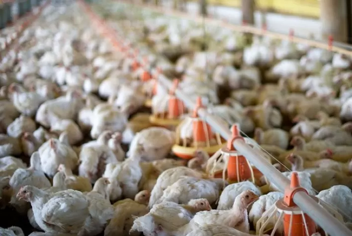 Em Minas, frango vivo encerra semana com breve reajuste de preço