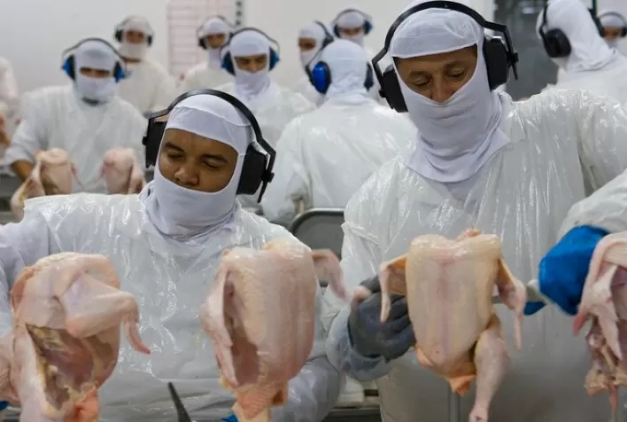 Representando 70% da produção total, oferta interna de carne de frango aumentou 6,63% entre janeiro e setembro
