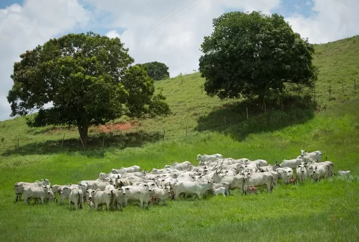 Custos de produção na pecuária: a importância de fazer contas e avaliar a relação entre produtividade e rentabilidade