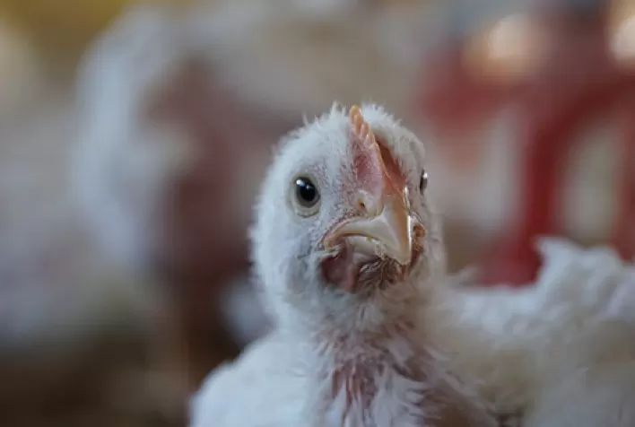 Eimeria acervulina tem incidência de 12% em aves monitoradas pelo Sistema AVIS, da Phibro
