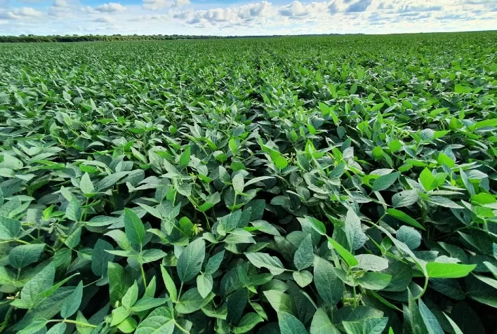 Com 170 mil hectares, BrasilAgro destaca produção de alimentos em comemoração aos 15 anos na B3