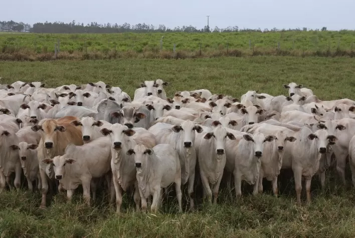 Novas parcerias e avanço no melhoramento genético marcaram trajetória da ANCP em 2021