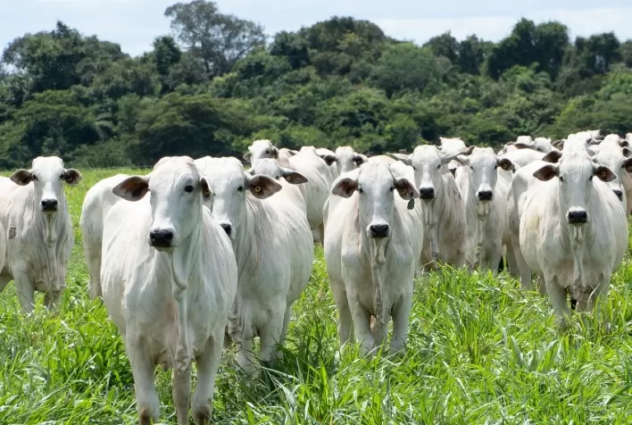 Nelore e Gir Leiteiro alavancam exportações da CRV para a América Latina