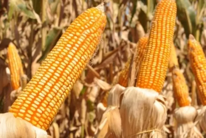 Doenças em milho: rede de pesquisa alcança principais estados produtores