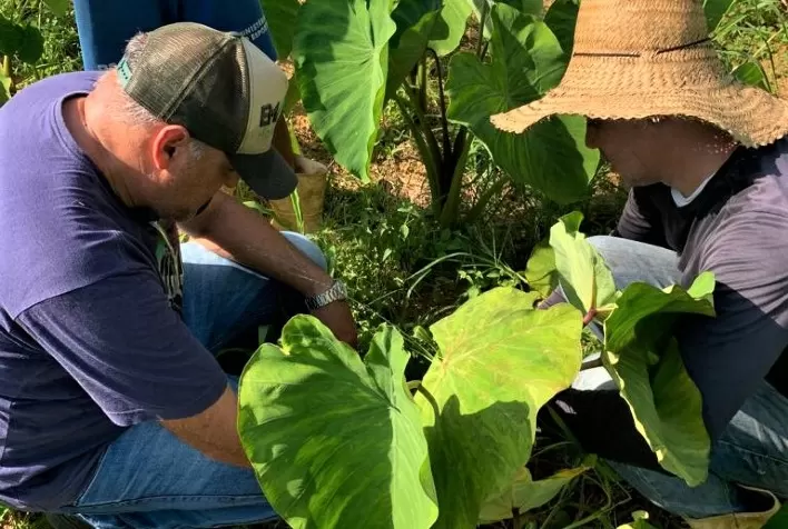 Produtores buscam reduzir custos com uso de biofertilizantes