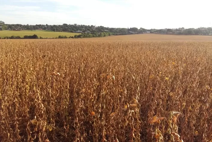 Seca impacta soja no Paraná