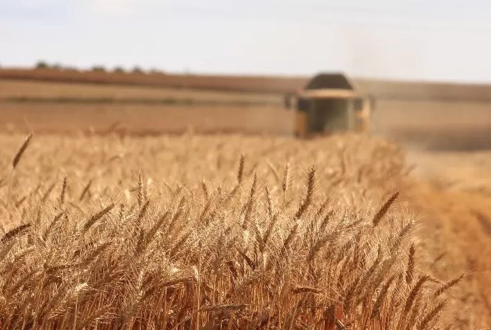 Preços do trigo devem começar 2022 mantendo firmeza no Brasil