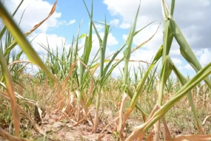 Governo do Paraná decreta situação de emergência devido à estiagem