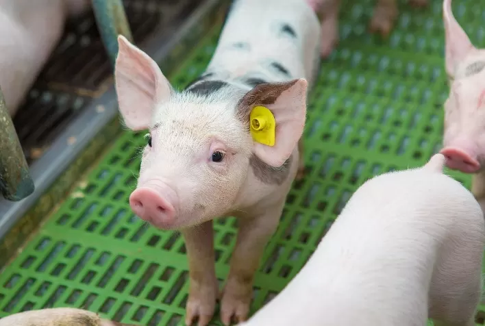 Inovadora, Ceva olha para suinocultura mais sustentável e competitiva