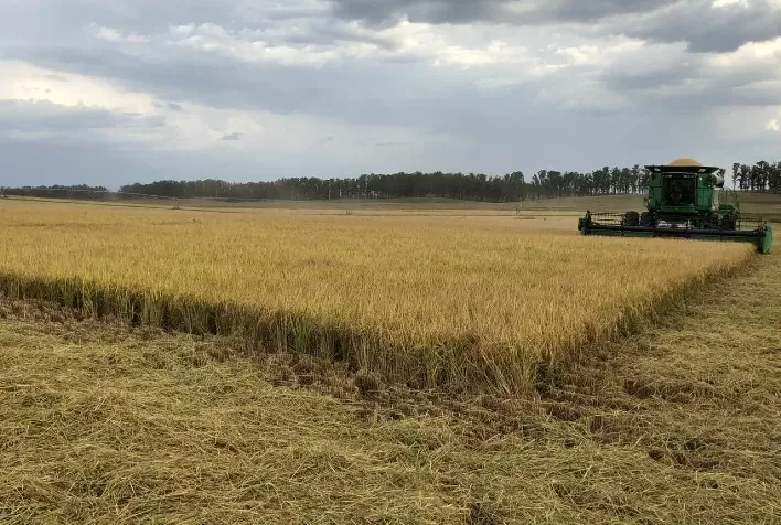 Paraguai começa a colher safra de arroz